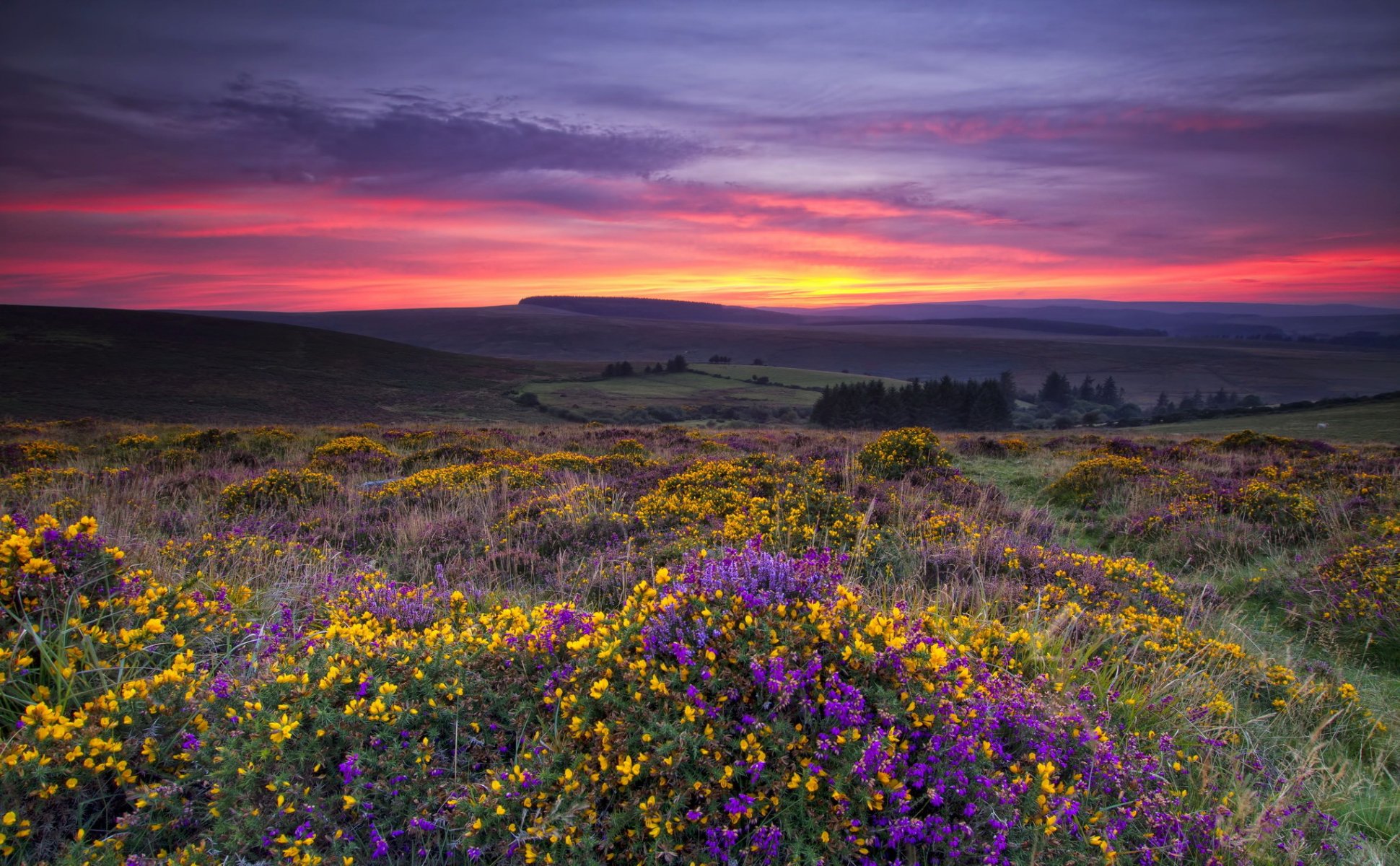 feld blumen sonnenuntergang landschaft