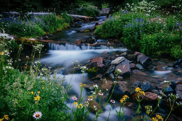 Nationalpark Bergtrainier Bach Blumen Steine