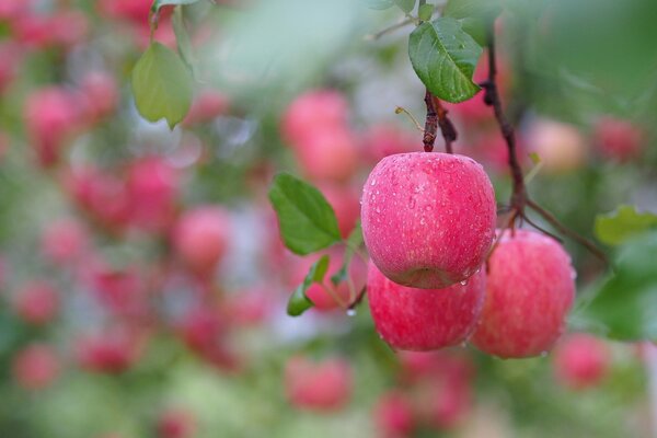 Äpfel auf einem Zweig mit Bokeh-Tropfen