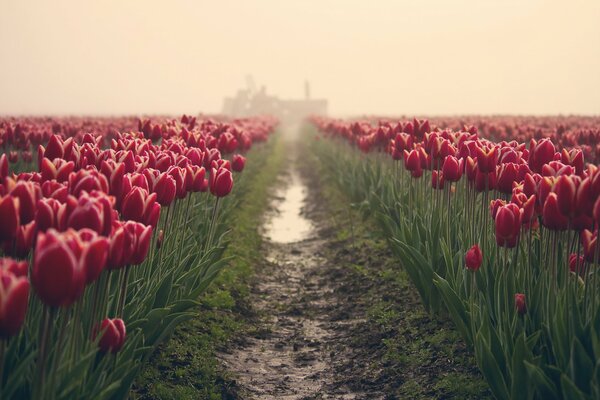 Straße in einem Feld mit weinroten Tulpen