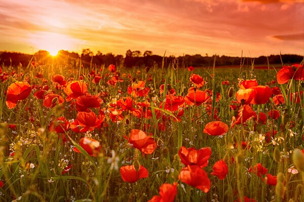 Sonnenuntergang auf einem Feld mit roten Mohnblumen