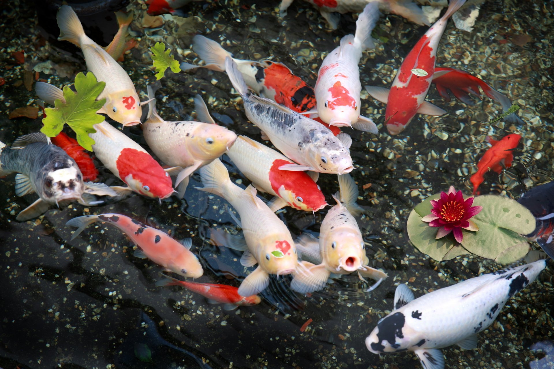 fische lilien natur