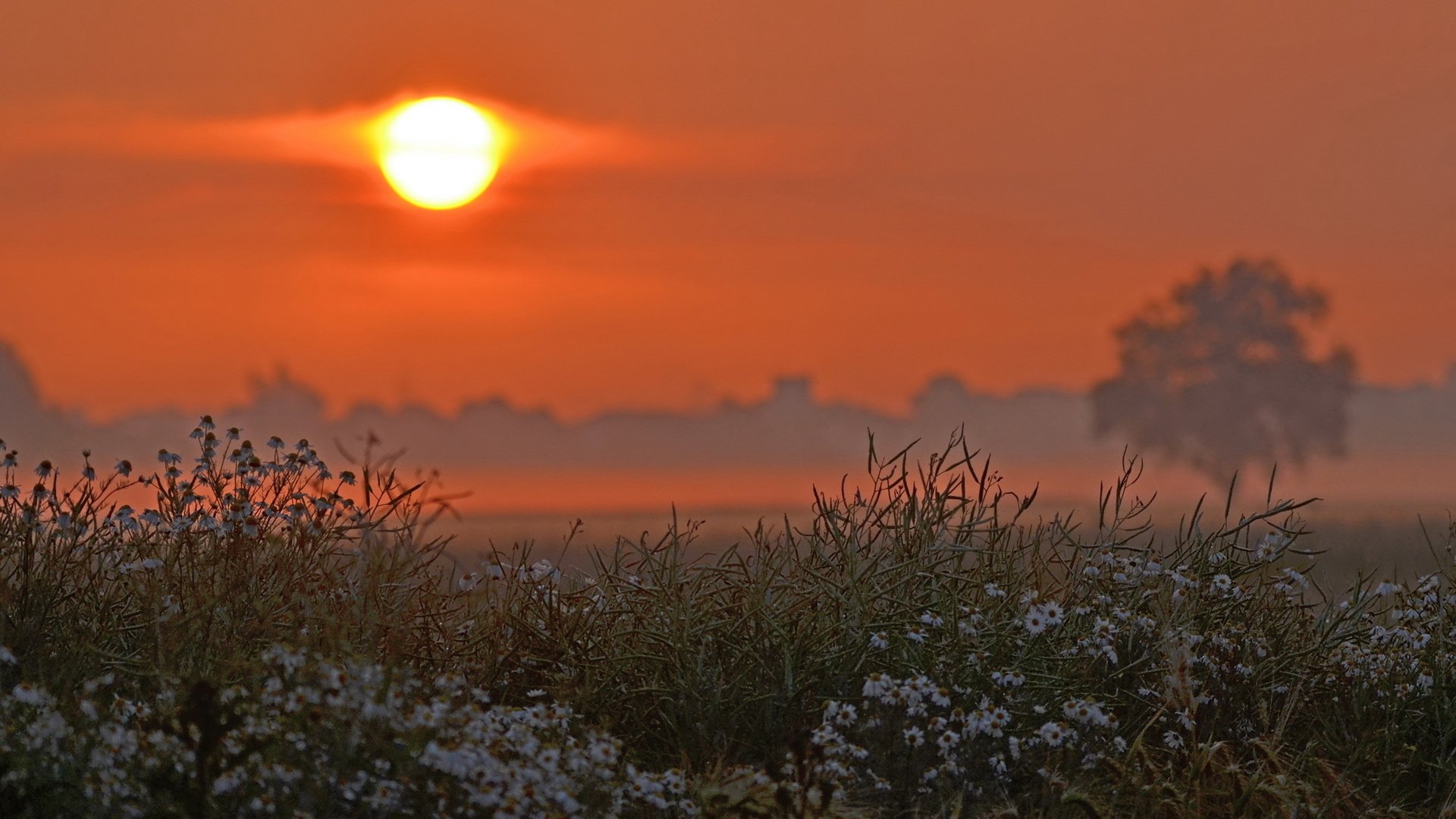 feld blumen baum sonne
