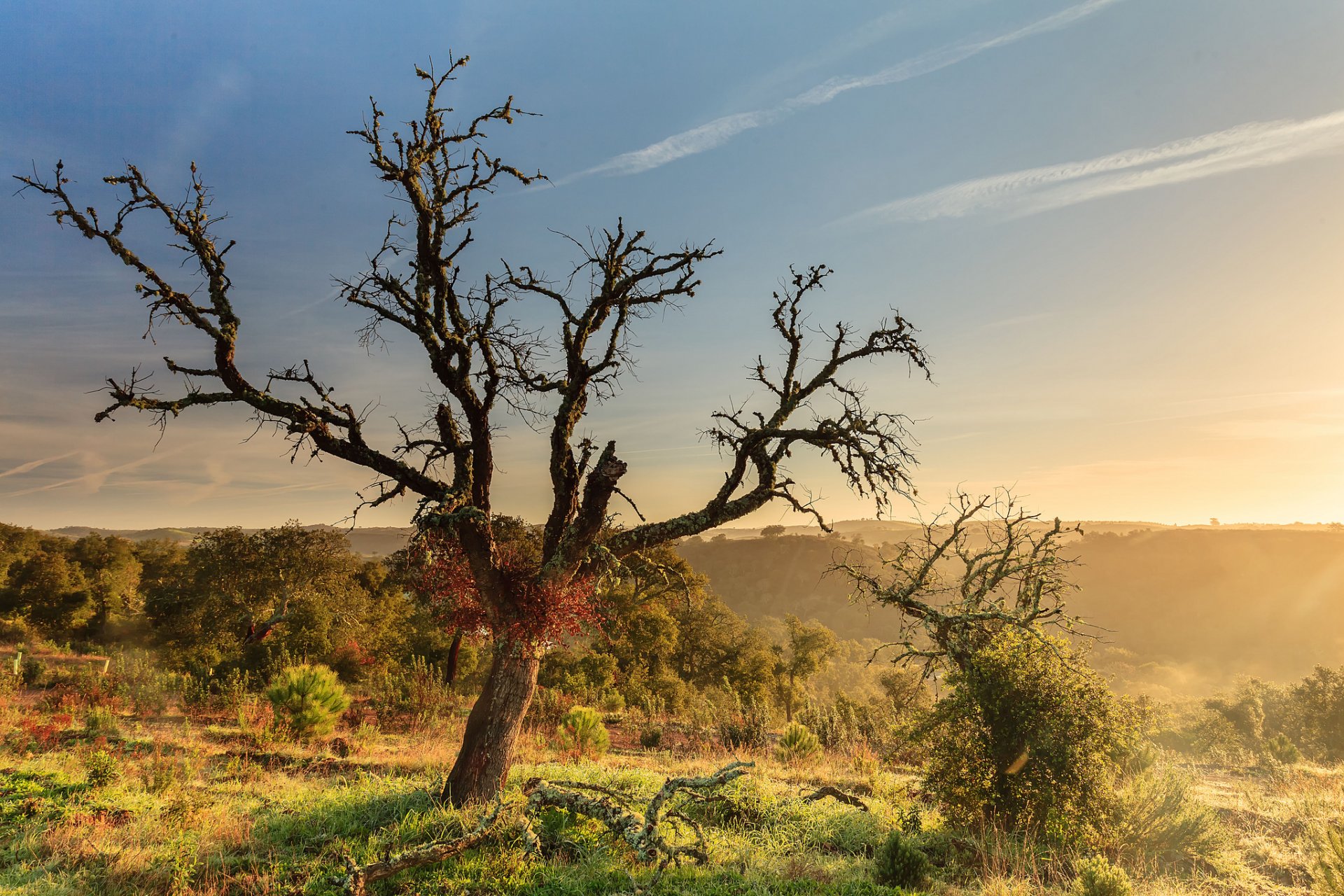 hügel büsche bäume baum treibholz morgen morgendämmerung