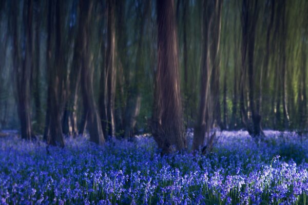 Die Lichtung der blauen Glocken im Wald