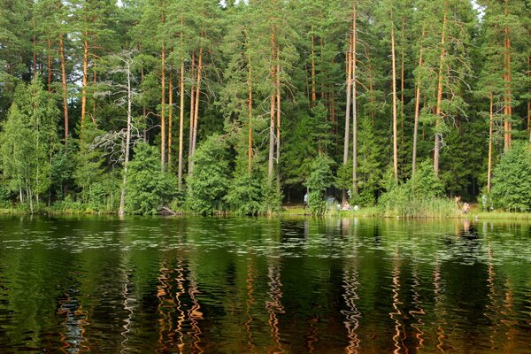 St. Petersburger Wald mit schönen Bäumen
