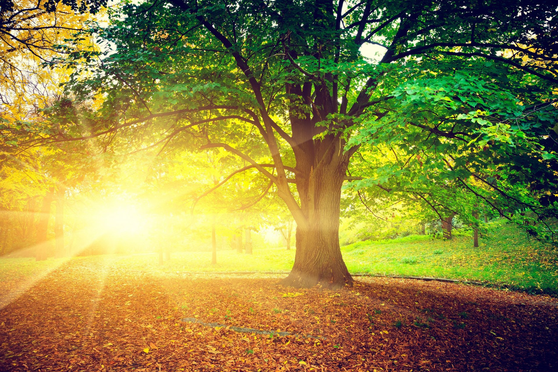 natur baum bäume blätter blätter sonne strahlen hell herbst tag treem blätter hintergrund tapete widescreen vollbild widescreen widescreen