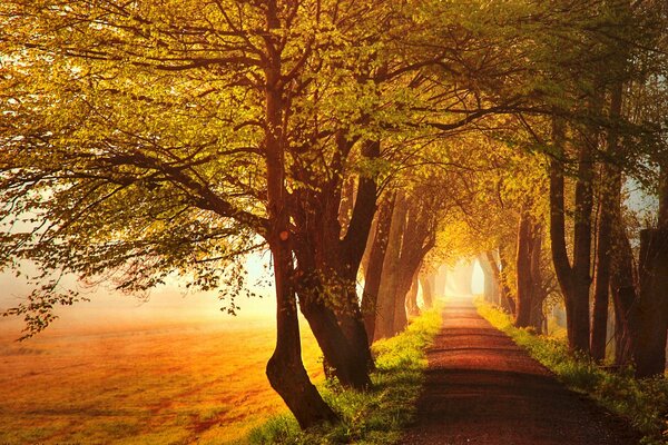 Eine Allee aus Herbstbäumen