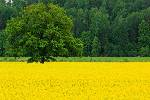 Grüner Wald und Rapsfeld im Mai