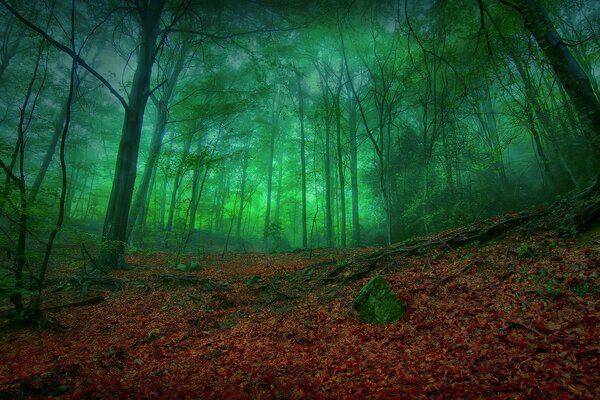 Düsterer Herbstwald und goldenes Laub