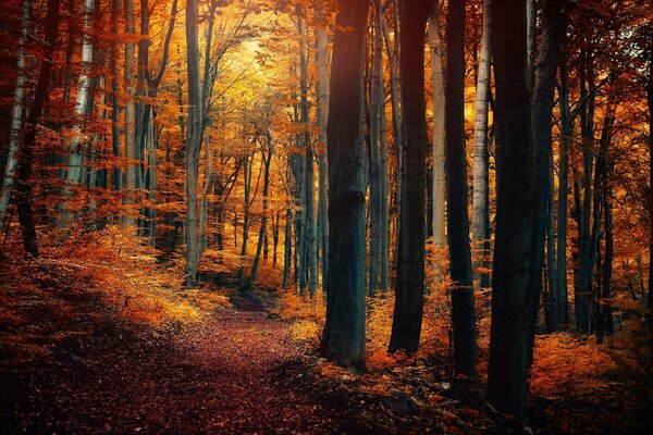 Ausgetretener Pfad im Herbstwald