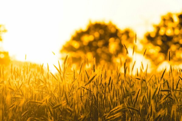 Goldener Weizen Widescreen Wallpaper