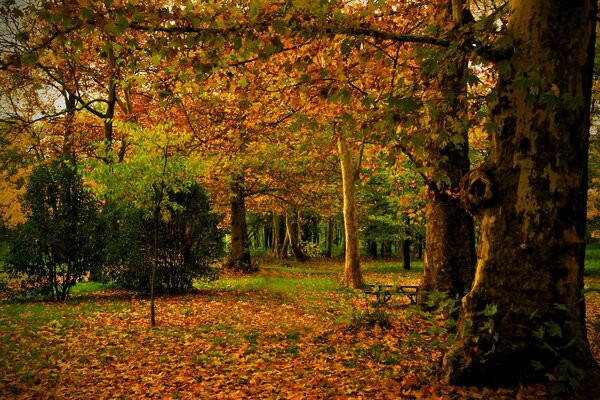 Herbstlaub auf Bäumen im Park