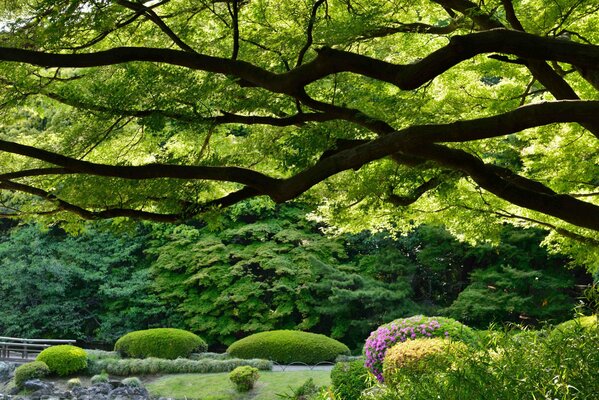 Japanischer Shinjuku-Garten