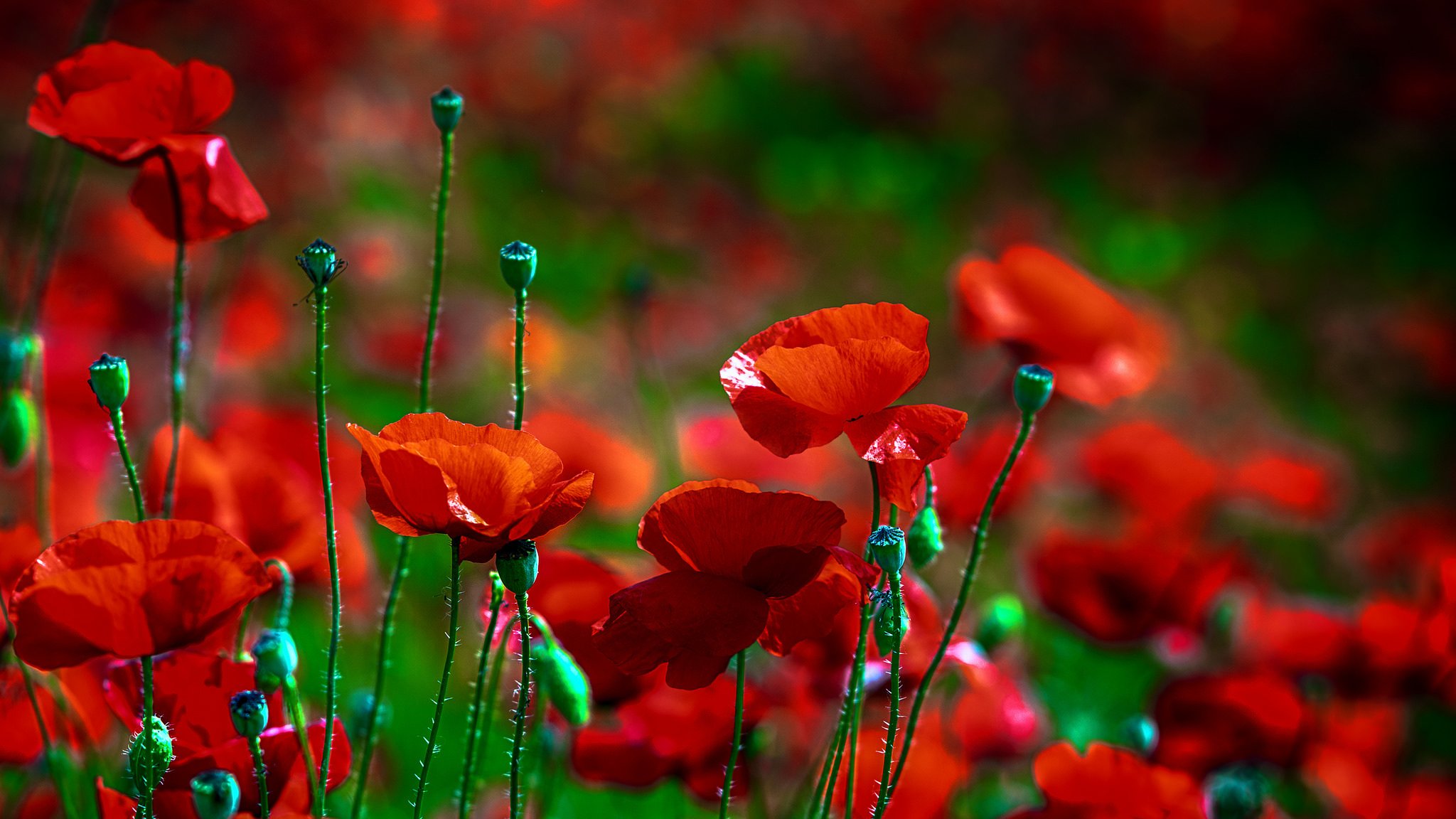 blume mohn rot