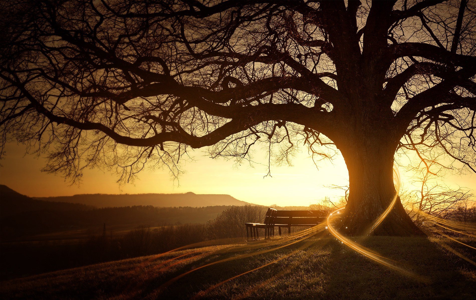 sonnenaufgang baum sonne
