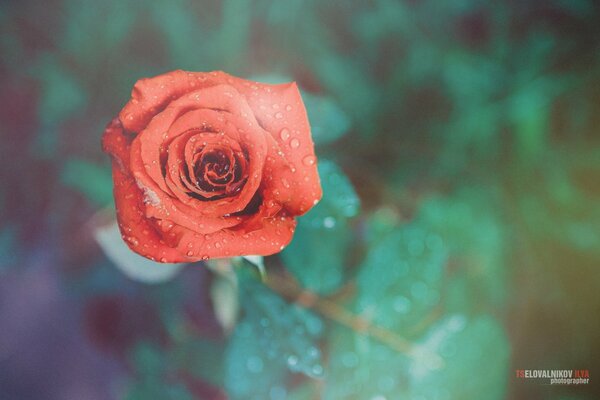 Die Blume ist rot. Süße und helle Rose, Wassertropfen