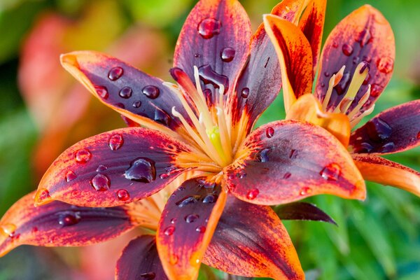 Lilienblätter mit Tropfen Nahaufnahme schießen