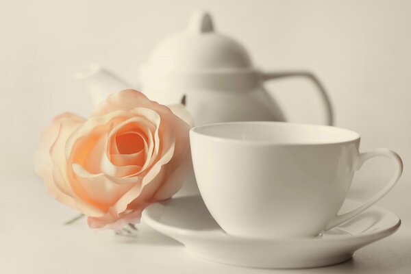 Eine zarte Rose ist wie ein Mann und eine Frau, die all die Liebe vermittelt