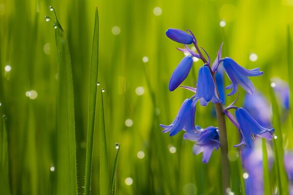 Glockenblüten auf einem Grashintergrund mit Tautropfen