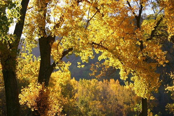 Herbstliche Natur mit gelben Blättern