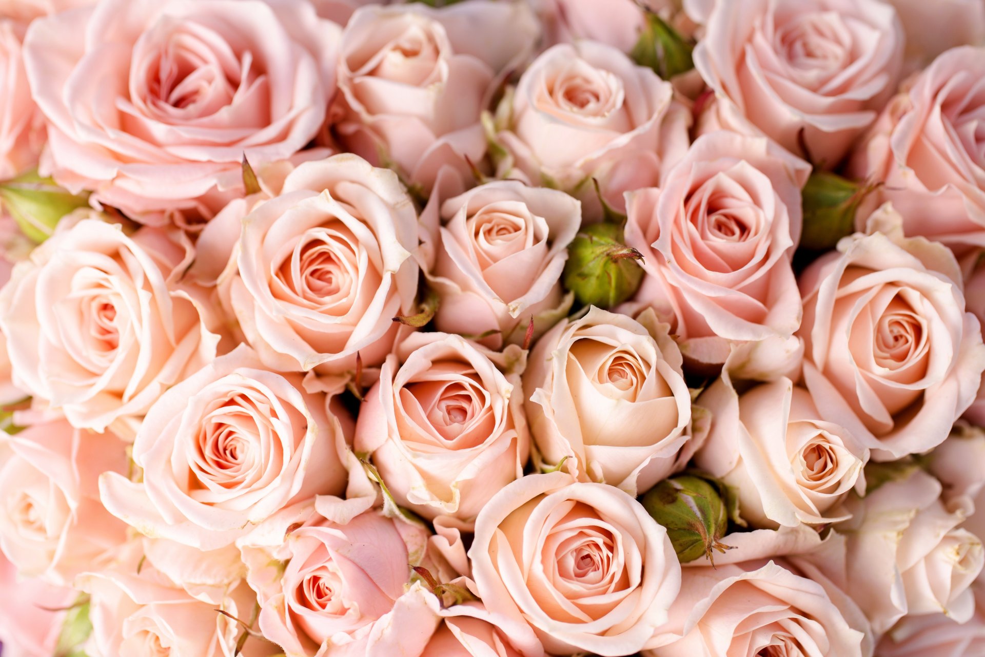 blumen rosen blumenstrauß