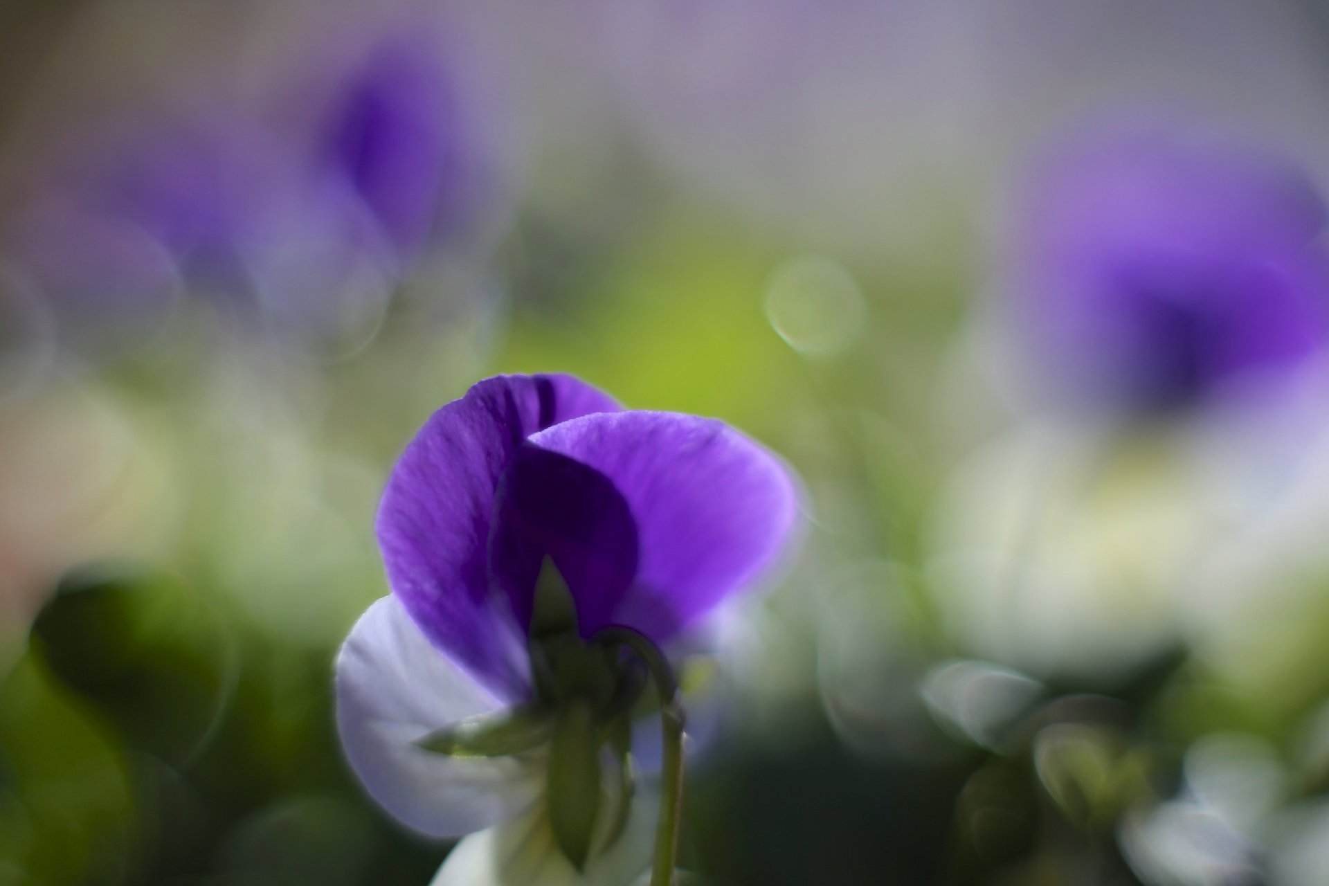 stiefmütterchen veilchen flieder weiß blütenblätter blumen makro unschärfe blendung