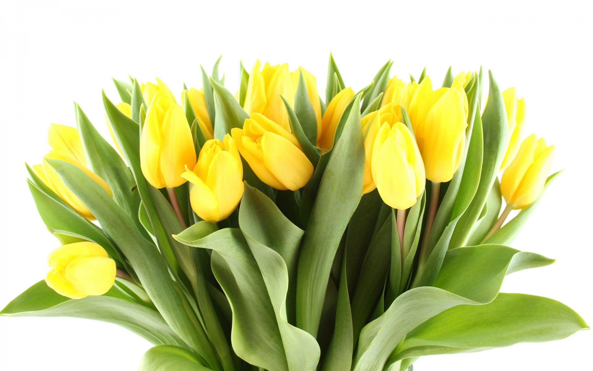 tulpen blumen blumenstrauß hell gelb blütenblätter schönheit hell hell blätter