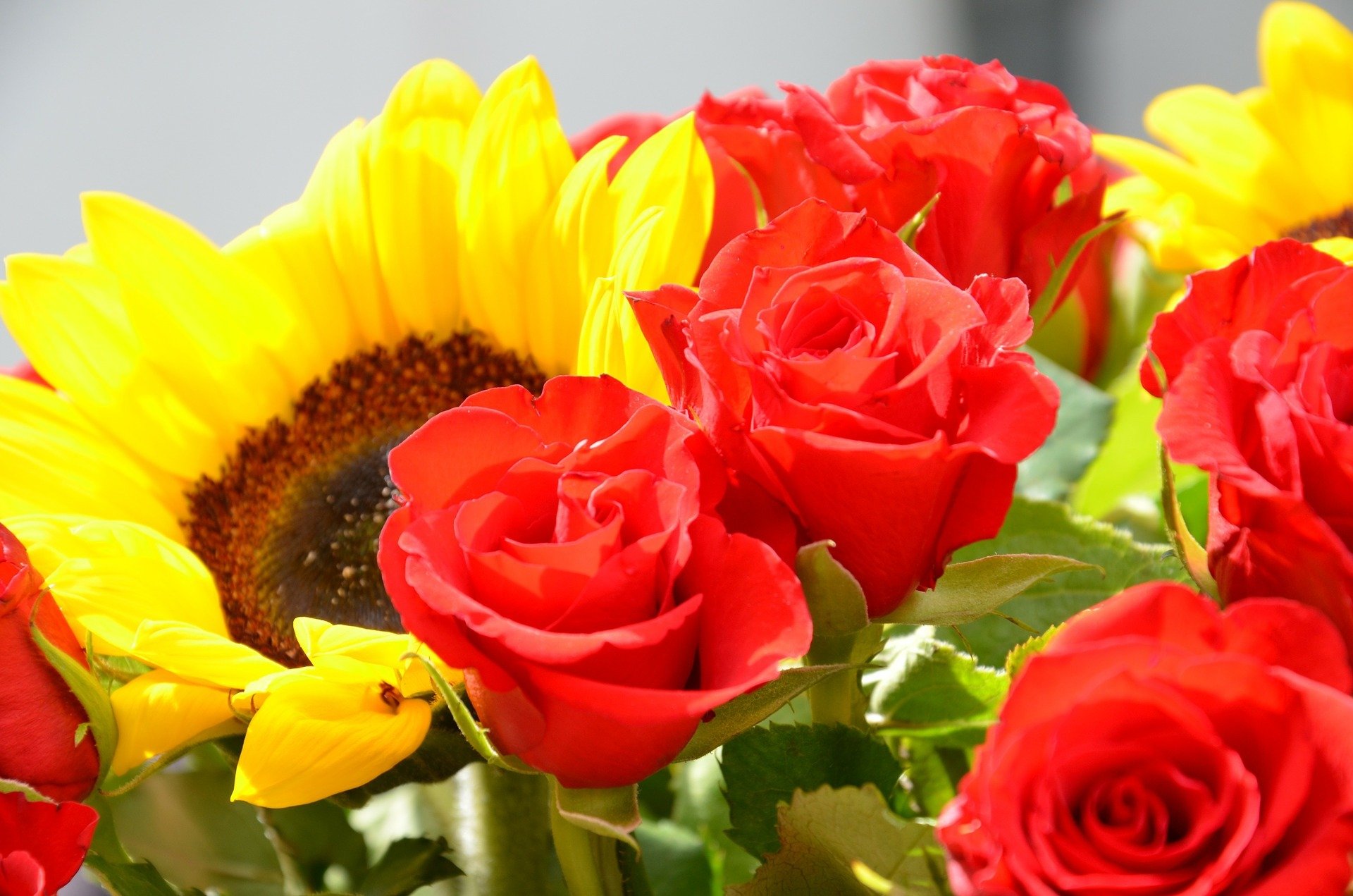 blumenstrauß rosen blätter blütenblätter sonnenblume