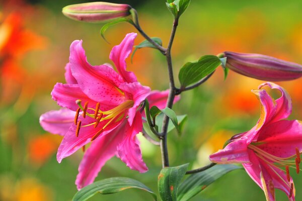 Rosa Lilienknospe in Makroaufnahmen