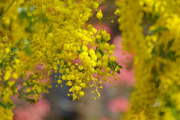 Gelbe Akazienblüte auf rosa Hintergrund