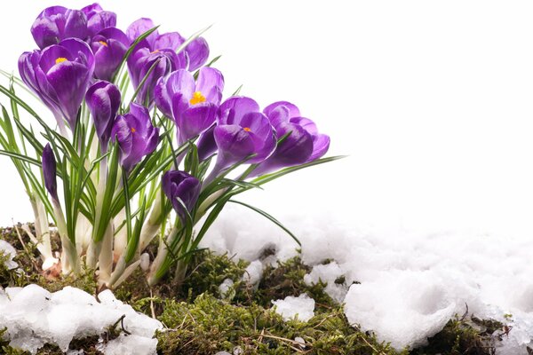 Die ersten Krokusse auf dem Protalin im Schnee