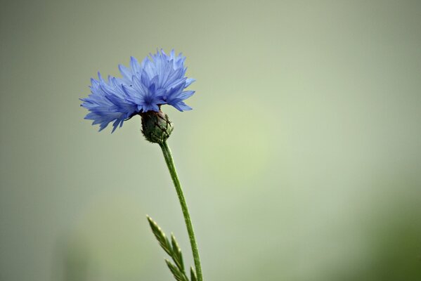 Frühlingsblaue Kornblume