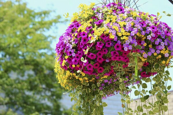 Ein Topf mit bunten Petunien im Garten