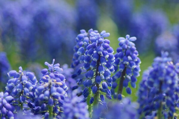 Lila Blumen auf unscharfen Hintergrund