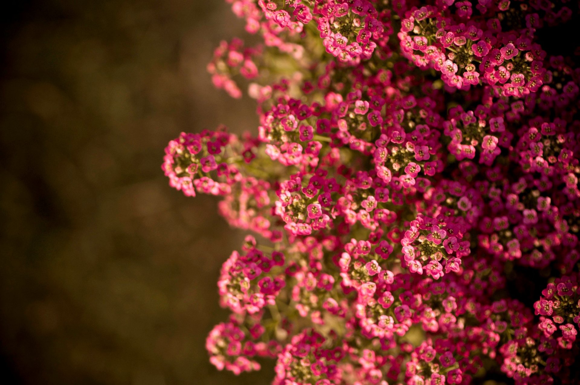 blumen sommer sonne natur sommer
