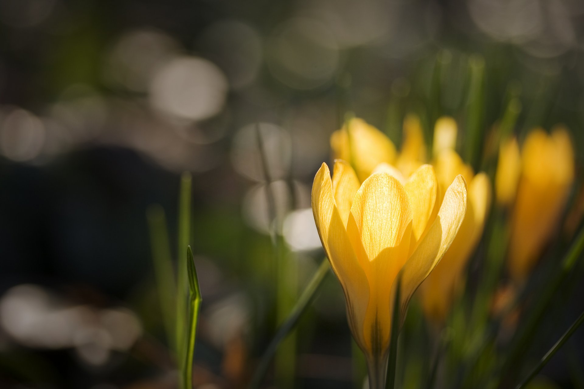 krokusse gelb krokus blendung hintergrund