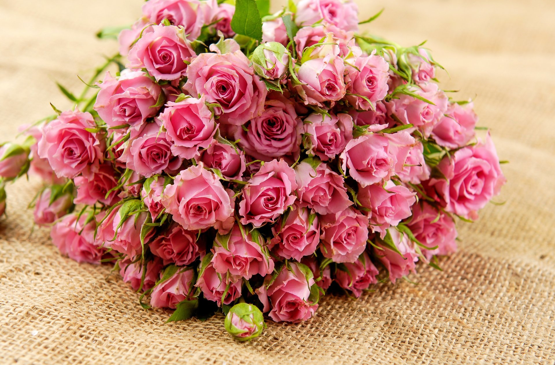 rosen blumen rosa blumenstrauß blätter knospen blütenblätter
