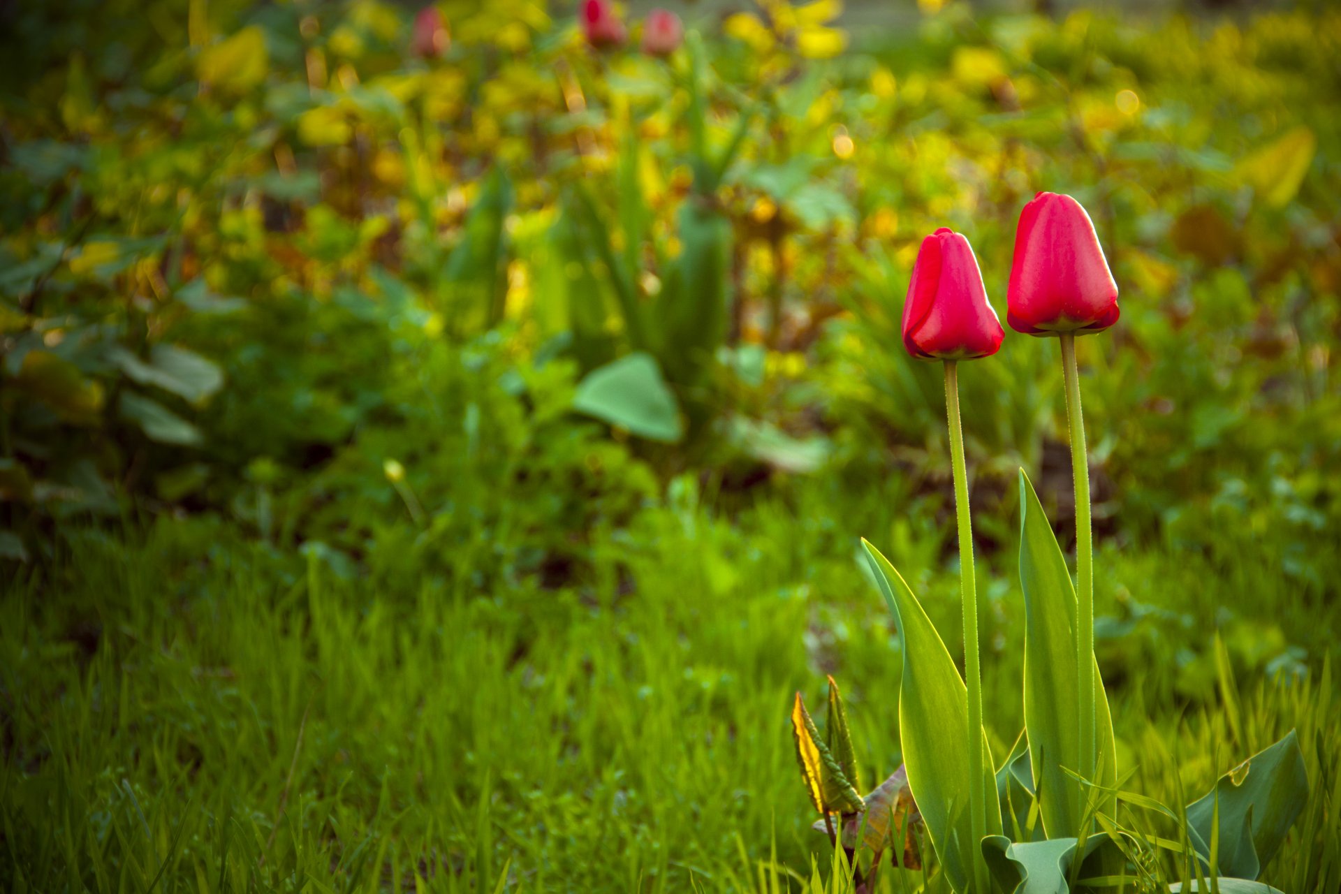 frühling tulpen gras lichtung blumen natur
