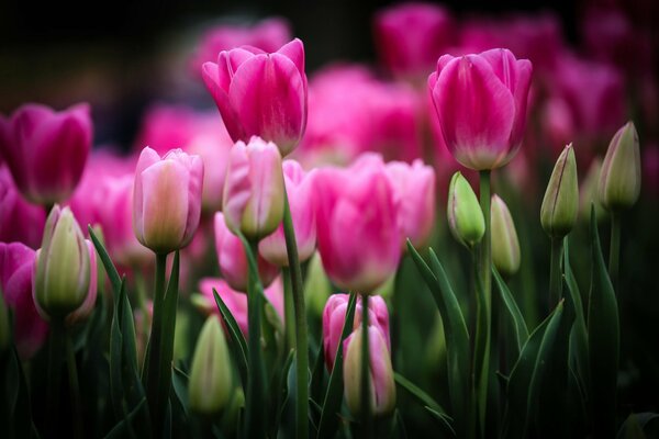 Eine Tulpenknospe, die sich ausbreitet und ungeöffnet ist