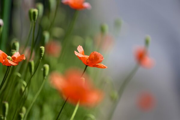 Ein Sommertag und ein Feld mit Mohnblumen