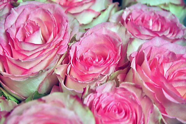 Weiße Rosen mit rosa Blütenblattkanten