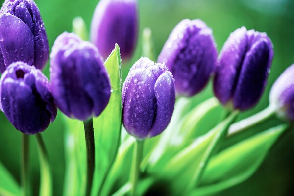 Lila Tulpen Foto ansehen
