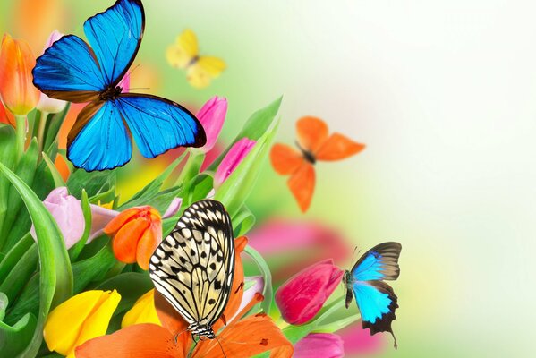 Bunte Blumen und Schmetterlinge Bild