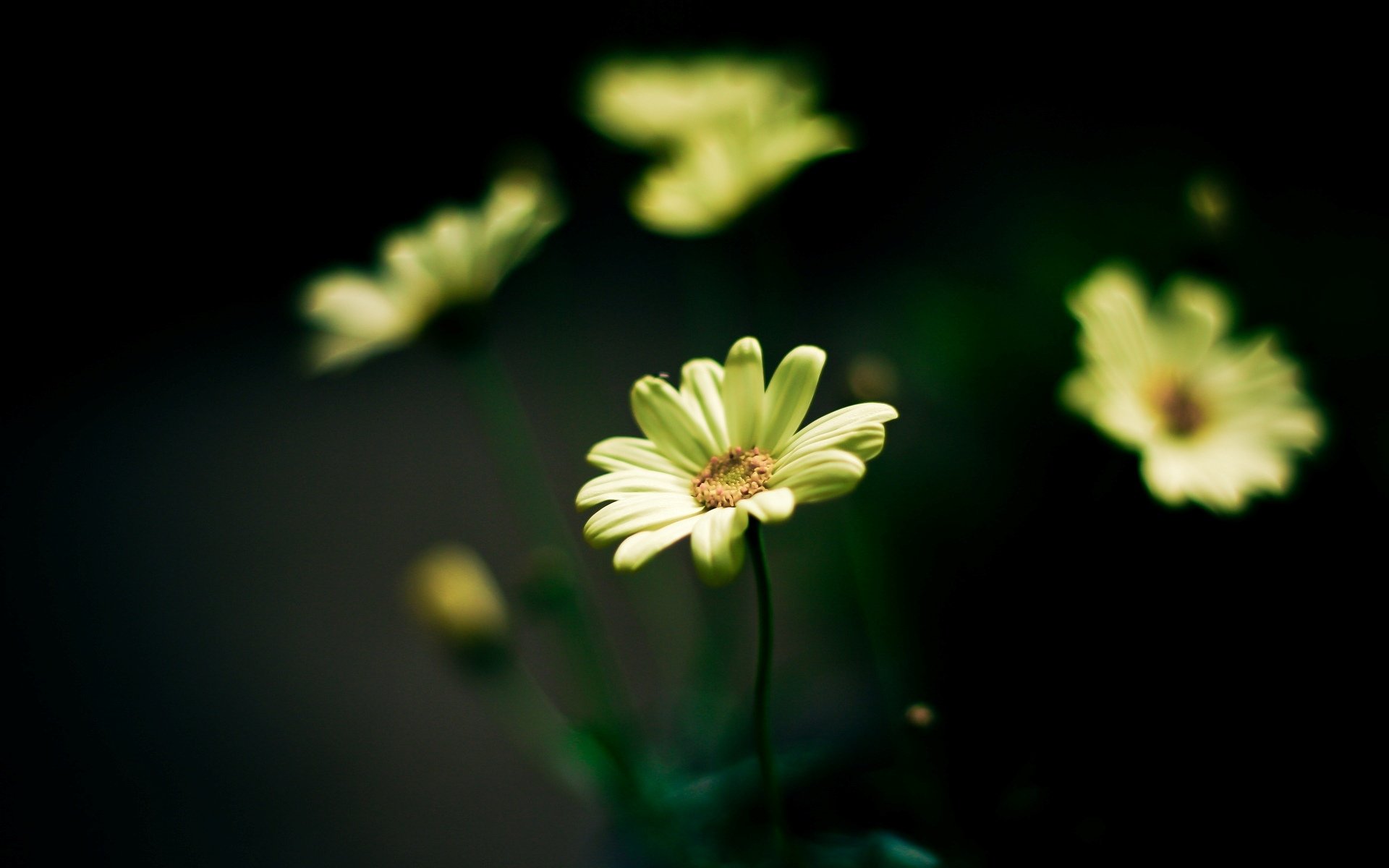 blumen blümchen gelb blume grün unschärfe hintergrund tapete widescreen vollbild widescreen widescreen