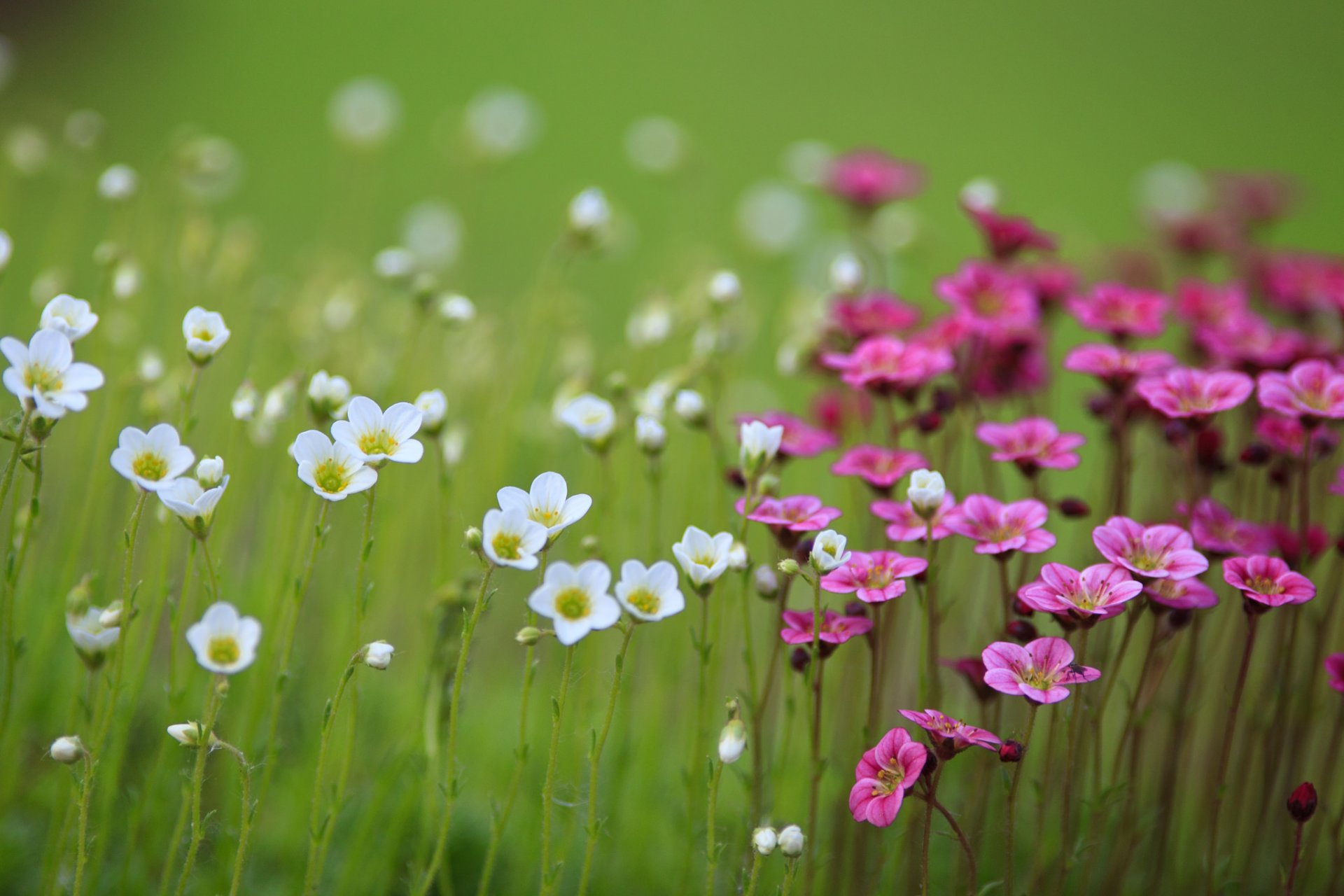 feld blumen weiß rosa unschärfe