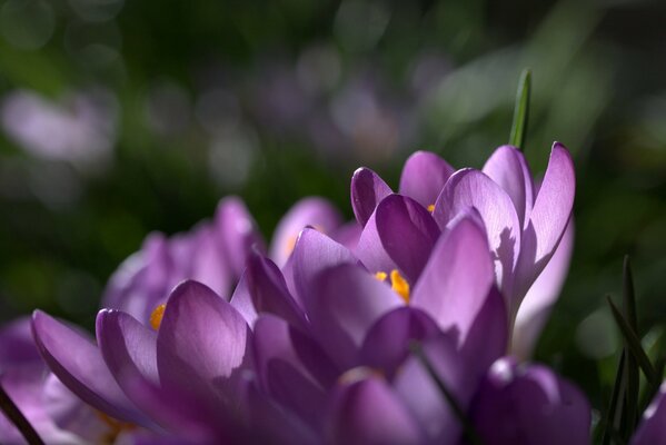 Lila Krokus Blütenblätter in Blendung