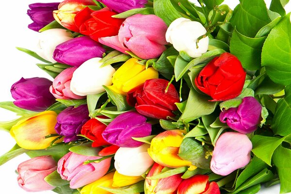 Bunte, helle Tulpen im Blumenstrauß