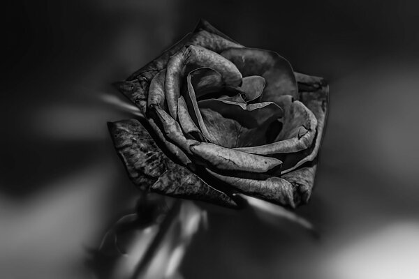 Graue Rose auf schwarzem und weißem Hintergrund
