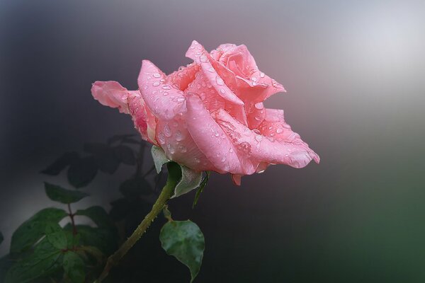 Rosa Blume mit Tautropfen